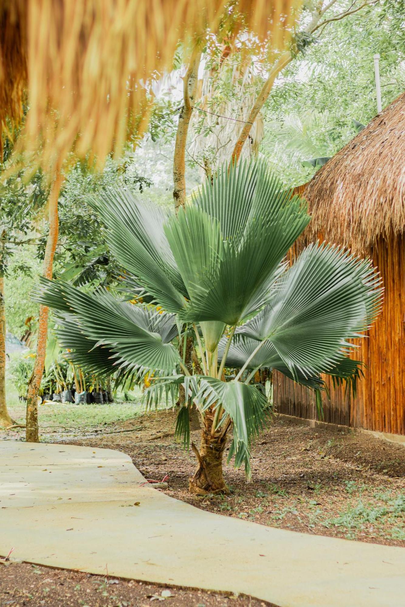 Mayan Playa Bacalar Bagian luar foto